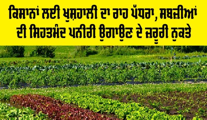 Healthy-Vegetable-Seedlings Healthy Vegetable Seedlings