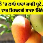 MANGO Plant Care