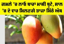 MANGO Plant Care