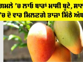 MANGO Plant Care