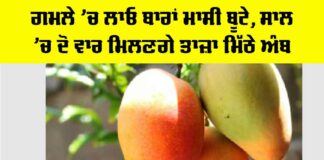 MANGO Plant Care