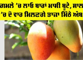 MANGO Plant Care