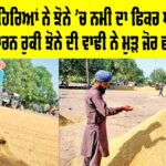 Paddy in Punjab