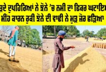 Paddy in Punjab