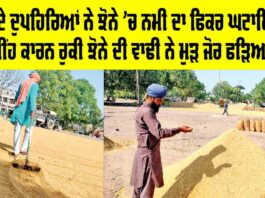 Paddy in Punjab