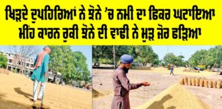 Paddy in Punjab