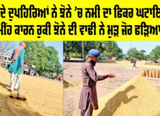 Paddy in Punjab