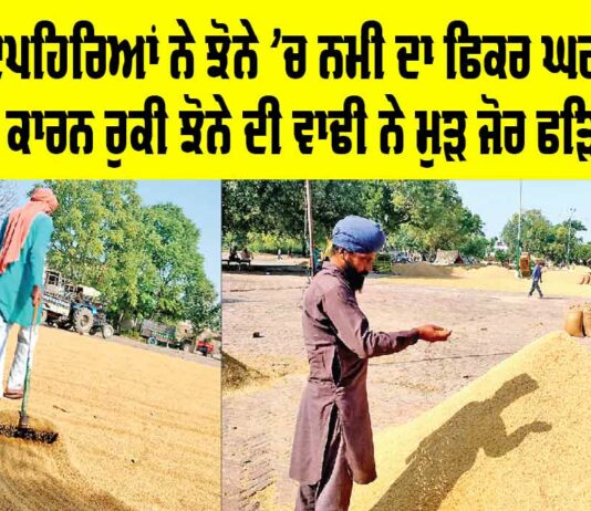 Paddy in Punjab