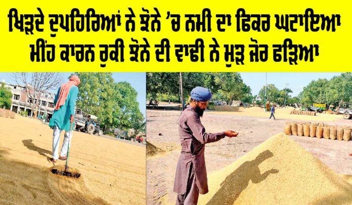Paddy in Punjab