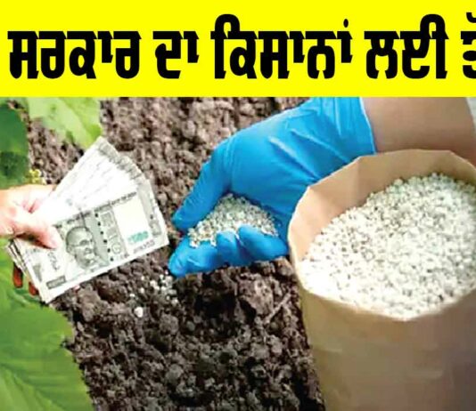 P&K Fertilizers: ਕੇਂਦਰ ਸਰਕਾਰ ਦਾ ਕਿਸਾਨਾਂ ਨੂੰ ਤੋਹਫ਼ਾ, ਜ਼ਰੂਰੀ ਖਾਦਾਂ ‘ਤੇ ਇਸ ਤਰ੍ਹਾਂ ਮਿਲੇਗੀ ਸਬਸਿਡੀ P&K Fertilizers