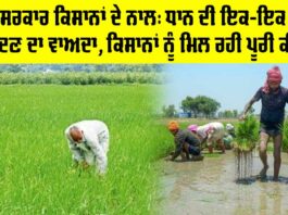 Punjab Government News: ਮਾਨ ਸਰਕਾਰ ਕਿਸਾਨਾਂ ਦੇ ਨਾਲ: ਧਾਨ ਦੀ ਇਕ-ਇਕ ਬੋਰੀ ਖਰੀਦਣ ਦਾ ਵਾਅਦਾ, ਕਿਸਾਨਾਂ ਨੂੰ ਮਿਲ ਰਹੀ ਪੂਰੀ ਕੀਮਤ Punjab Government News