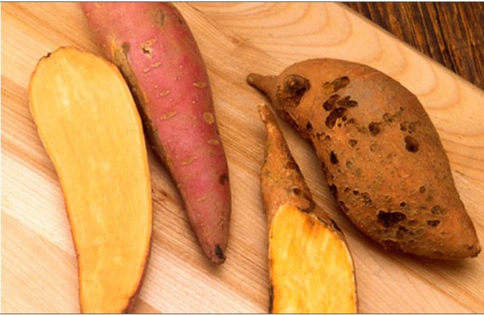 Sweet Potato Health Benefits