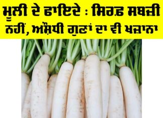 Benefits Of Radish: ਮੂਲੀ ਦੇ ਫਾਇਦੇ, ਸਿਰਫ਼ ਸਬਜ਼ੀ ਨਹੀਂ, ਔਸ਼ਧੀ ਗੁਣਾਂ ਦਾ ਵੀ ਖ਼ਜ਼ਾਨਾ Benefits Of Radish