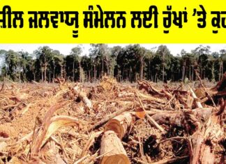 Brazil Climate Summit: ਬ੍ਰਾਜ਼ੀਲ ਜਲਵਾਯੂ ਸੰਮੇਲਨ ਲਈ ਰੁੱਖਾਂ ’ਤੇ ਕੁਹਾੜਾ Brazil Climate Summit