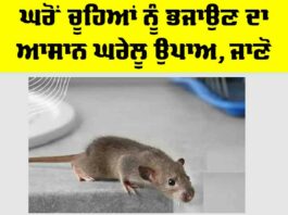 Home Remedy: ਘਰੋਂ ਚੂਹਿਆਂ ਨੂੰ ਭਜਾਉਣ ਦਾ ਆਸਾਨ ਘਰੇਲੂ ਉਪਾਅ, ਜਾਣੋ Home Remedy
