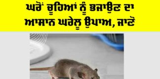Home Remedy: ਘਰੋਂ ਚੂਹਿਆਂ ਨੂੰ ਭਜਾਉਣ ਦਾ ਆਸਾਨ ਘਰੇਲੂ ਉਪਾਅ, ਜਾਣੋ Home Remedy