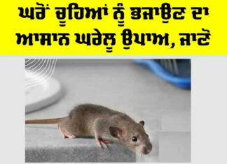 Home Remedy: ਘਰੋਂ ਚੂਹਿਆਂ ਨੂੰ ਭਜਾਉਣ ਦਾ ਆਸਾਨ ਘਰੇਲੂ ਉਪਾਅ, ਜਾਣੋ Home Remedy