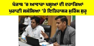 Punjab Stray Cattle Issue