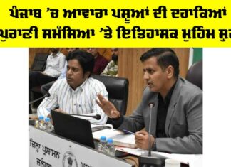 Punjab Stray Cattle Issue