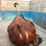 Stray Bull Attack: ਸਾਨ੍ਹ ਦੇ ਹਮਲਿਆਂ ਨਾਲ ਦਹਿਸ਼ਤ ‘ਚ ਰਹਿੰਦੇ ਲੋਕਾਂ ਨੂੰ ਮਿਲੀ ਰਾਹਤ, ਪੰਚਾਇਤ ਦਾ ਕੀਤਾ ਧੰਨਵਾਦ Stray Bull Attack