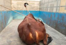 Stray Bull Attack: ਸਾਨ੍ਹ ਦੇ ਹਮਲਿਆਂ ਨਾਲ ਦਹਿਸ਼ਤ ‘ਚ ਰਹਿੰਦੇ ਲੋਕਾਂ ਨੂੰ ਮਿਲੀ ਰਾਹਤ, ਪੰਚਾਇਤ ਦਾ ਕੀਤਾ ਧੰਨਵਾਦ Stray Bull Attack