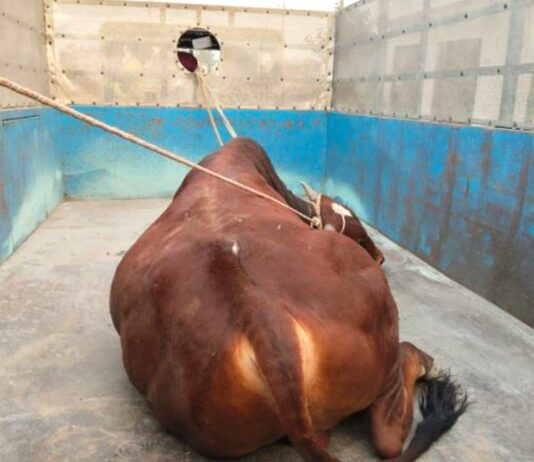 Stray Bull Attack: ਸਾਨ੍ਹ ਦੇ ਹਮਲਿਆਂ ਨਾਲ ਦਹਿਸ਼ਤ ‘ਚ ਰਹਿੰਦੇ ਲੋਕਾਂ ਨੂੰ ਮਿਲੀ ਰਾਹਤ, ਪੰਚਾਇਤ ਦਾ ਕੀਤਾ ਧੰਨਵਾਦ Stray Bull Attack