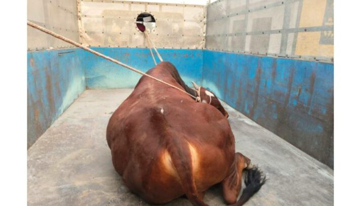 Stray Bull Attack Stray Bull Attack