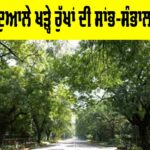 Tree Maintenance: ਸੜਕਾਂ ਦੇ ਦੁਆਲੇ ਖੜ੍ਹੇ ਰੁੱਖਾਂ ਦੀ ਸਾਂਭ-ਸੰਭਾਲ ਵੀ ਜ਼ਰੂਰੀ Tree Maintenance