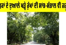 Tree Maintenance: ਸੜਕਾਂ ਦੇ ਦੁਆਲੇ ਖੜ੍ਹੇ ਰੁੱਖਾਂ ਦੀ ਸਾਂਭ-ਸੰਭਾਲ ਵੀ ਜ਼ਰੂਰੀ Tree Maintenance