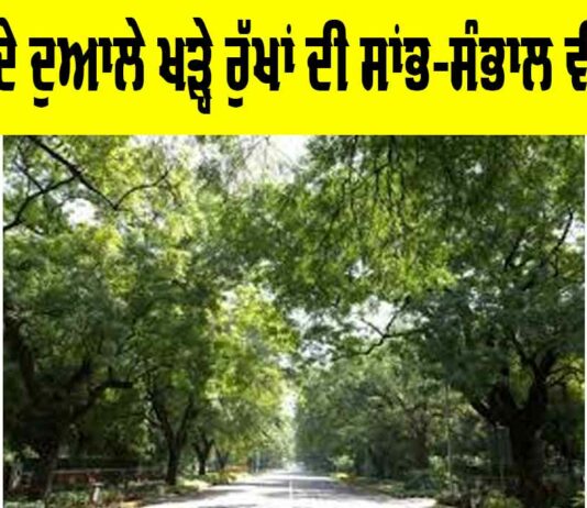 Tree Maintenance: ਸੜਕਾਂ ਦੇ ਦੁਆਲੇ ਖੜ੍ਹੇ ਰੁੱਖਾਂ ਦੀ ਸਾਂਭ-ਸੰਭਾਲ ਵੀ ਜ਼ਰੂਰੀ Tree Maintenance