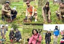 Tree Plantation England