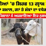 Winter Cow Buffaloes Care