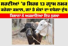 Winter Cow Buffaloes Care