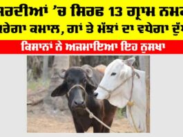 Winter Cow Buffaloes Care