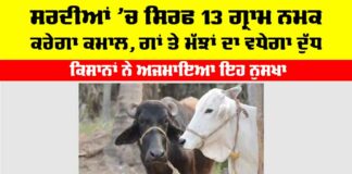 Winter Cow Buffaloes Care