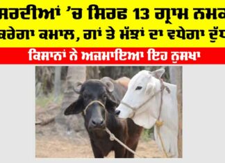 Winter Cow Buffaloes Care