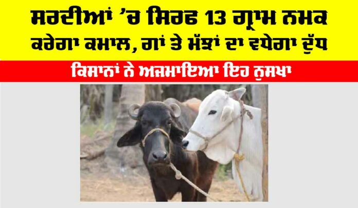 Winter Cow Buffaloes Care Winter Cow Buffaloes Care