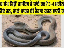 Snake News: ਠੰਢ ’ਚ ਸੱਪ ਕਿਉਂ ਗਾਇਬ ਹੋ ਜਾਂਦੇ ਹਨ? 3-4 ਮਹੀਨੇ ਕਿੱਥੇ ਰਹਿੰਦੇ ਹਨ, ਜਾਣੋ ਮਾਹਿਰ ਦੀ ਹੈਰਾਨ ਕਰਨ ਵਾਲੀ ਗੱਲ Snake News