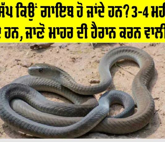 Snake News: ਠੰਢ ’ਚ ਸੱਪ ਕਿਉਂ ਗਾਇਬ ਹੋ ਜਾਂਦੇ ਹਨ? 3-4 ਮਹੀਨੇ ਕਿੱਥੇ ਰਹਿੰਦੇ ਹਨ, ਜਾਣੋ ਮਾਹਿਰ ਦੀ ਹੈਰਾਨ ਕਰਨ ਵਾਲੀ ਗੱਲ Snake News