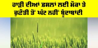 Rabi Crops