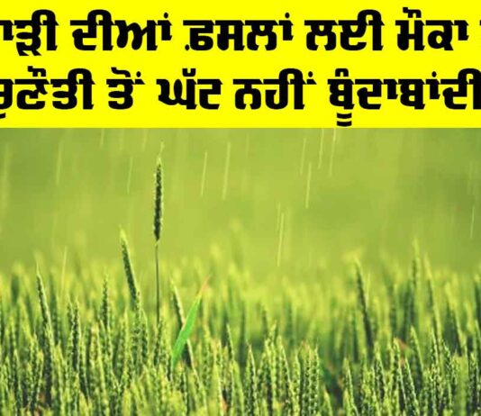 Rabi Crops