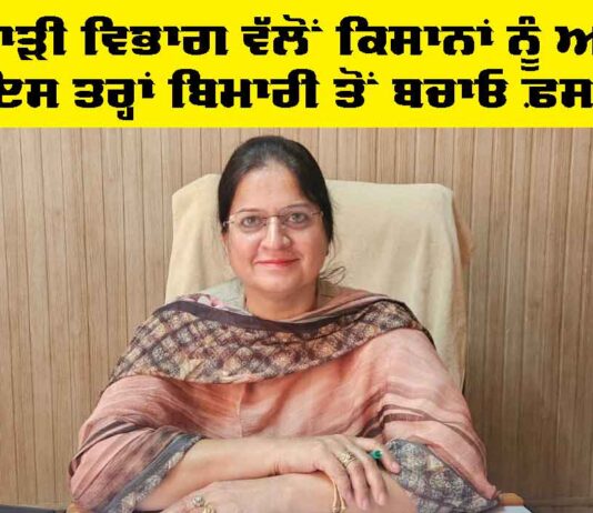 Agriculture Department Punjab: ਖੇਤੀਬਾੜੀ ਵਿਭਾਗ ਵੱਲੋਂ ਕਿਸਾਨਾਂ ਨੂੰ ਅਪੀਲ, ਇਸ ਤਰ੍ਹਾਂ ਬਿਮਾਰੀ ਤੋਂ ਬਚਾਓ ਫ਼ਸਲ Agriculture Department Punjab