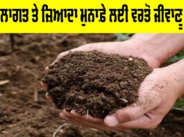 Bio Fertilizers Benefits: ਘੱਟ ਲਾਗਤ ਤੇ ਜ਼ਿਆਦਾ ਮੁਨਾਫ਼ੇ ਲਈ ਵਰਤੋ ਜੀਵਾਣੂ ਖਾਦ Bio Fertilizers Benefits