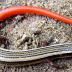 Skink: ਸਕਿੰਕ ਨੁਕਸਾਨ ਰਹਿਤ ‘ਸੱਪ ਦੀ ਮਾਸੀ’, ਇਕੋਸਿਸਟਮ ਲਈ ਮਹੱਤਵਪੂਰਨ Skink