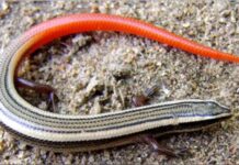 Skink: ਸਕਿੰਕ ਨੁਕਸਾਨ ਰਹਿਤ ‘ਸੱਪ ਦੀ ਮਾਸੀ’, ਇਕੋਸਿਸਟਮ ਲਈ ਮਹੱਤਵਪੂਰਨ Skink