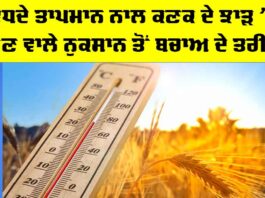 Kisan News: ਵਧਦੇ ਤਾਪਮਾਨ ਨਾਲ ਕਣਕ ਦੇ ਝਾੜ ’ਚ ਹੋਣ ਵਾਲੇ ਨੁਕਸਾਨ ਤੋਂ ਬਚਾਅ ਦੇ ਤਰੀਕੇ Wheat Crop Heat Stress