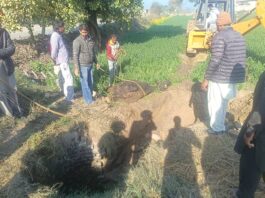 ​​Animal Welfare Punjab