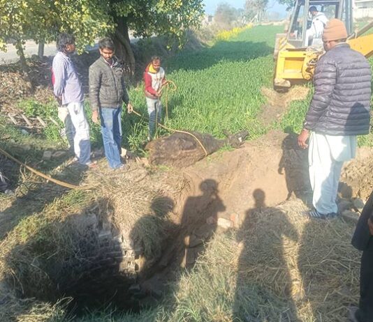 ​​Animal Welfare Punjab