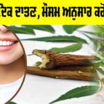 Ayurvedic Datun: ਆਯੁਰਵੈਦਿਕ ਦਾਤਣ, ਮੌਸਮ ਅਨੁਸਾਰ ਕਰੋ ਸਹੀ ਚੋਣ Ayurvedic Datun