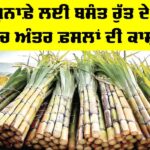 Sugarcane Intercropping